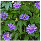 Summer's Herbalism Workshop: Summer Soltice