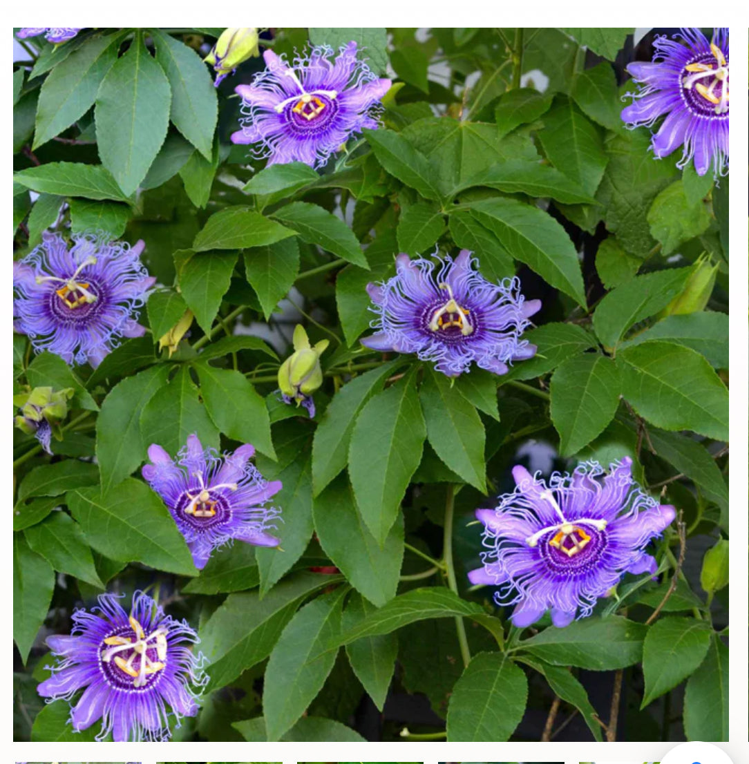 Summer's Herbalism Workshop: Summer Soltice