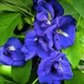 Blue Butterfly Pea Flower Tea