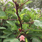 Summer's Herbalism Workshop: Summer Soltice