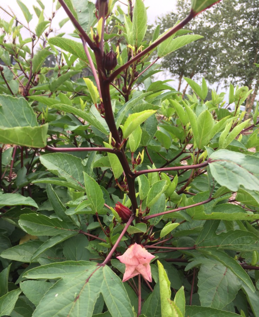Summer's Herbalism Workshop: Summer Soltice