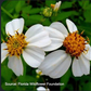 Summer's Herbalism Workshop: Summer Soltice