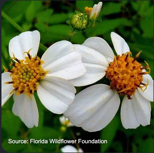 Summer's Herbalism Workshop: Summer Soltice
